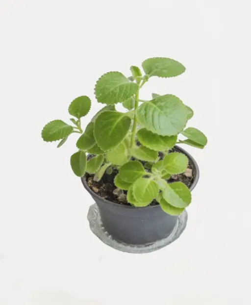 Ajwain plant
