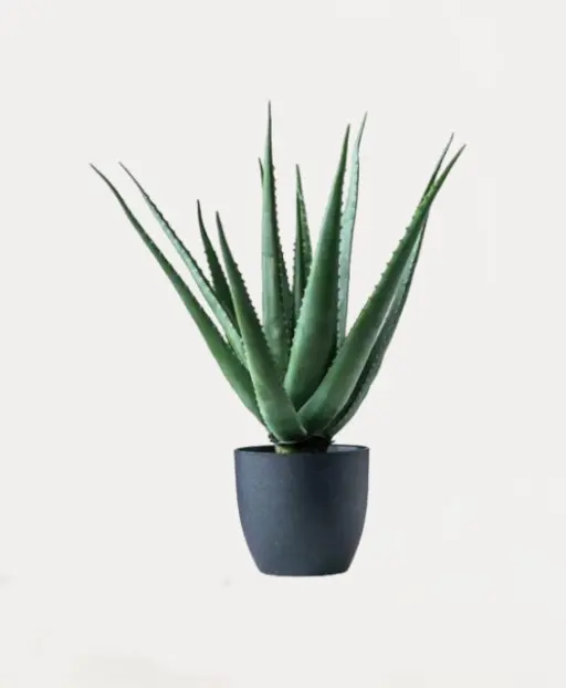 Aloe Vera Mini Plant