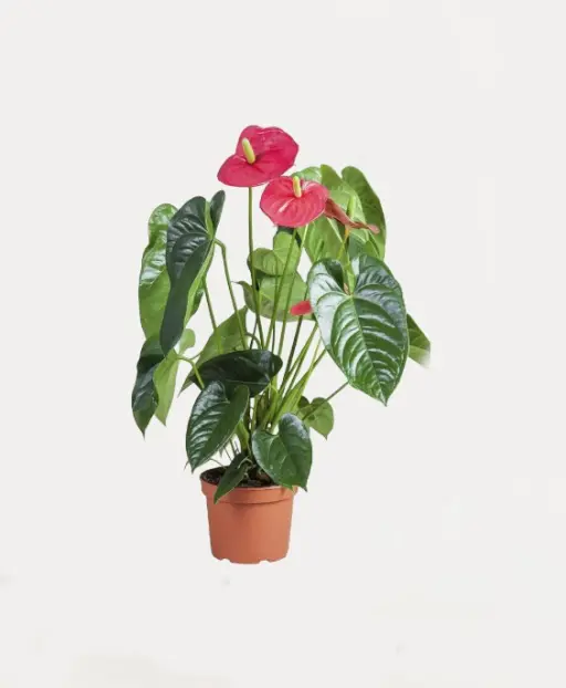 Anthurium Plant