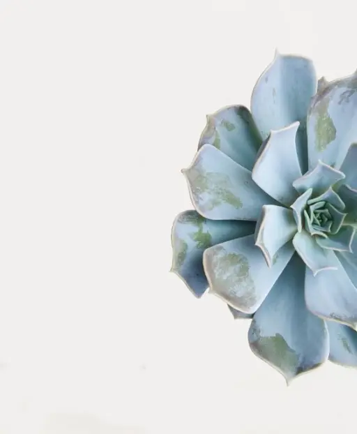 Echeveria Hybrid Plant