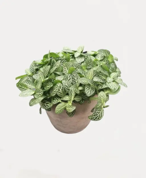 Fittonia Green Plant