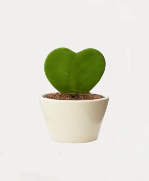 Heart Hoya Green and Variegated Plant