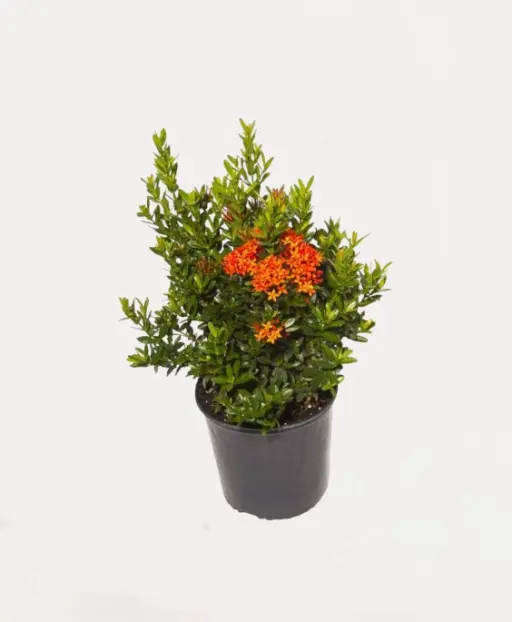 Ixora (Rugmini) Plant