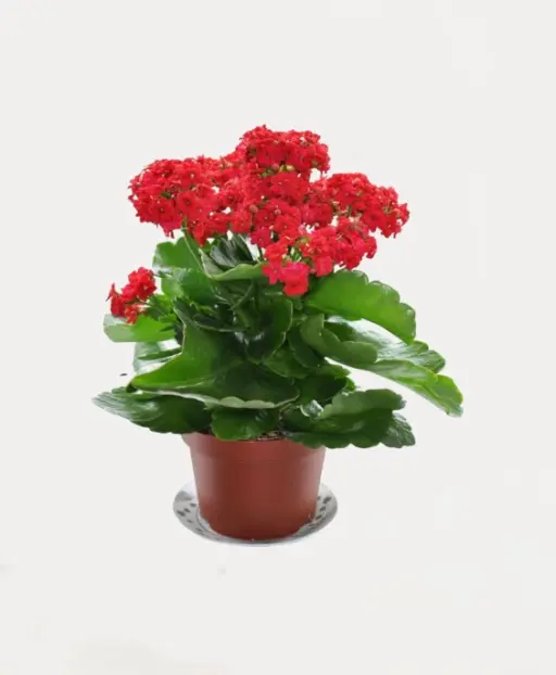 Kalanchoe Plant