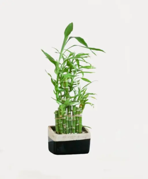 Lucky Bamboo Plant