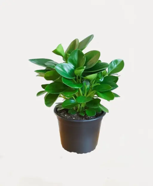 Peperomia Green Plant
