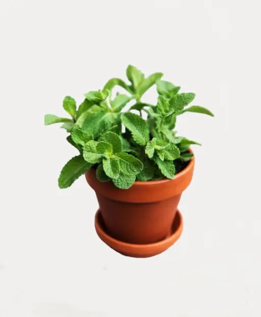 Peppermint Plant