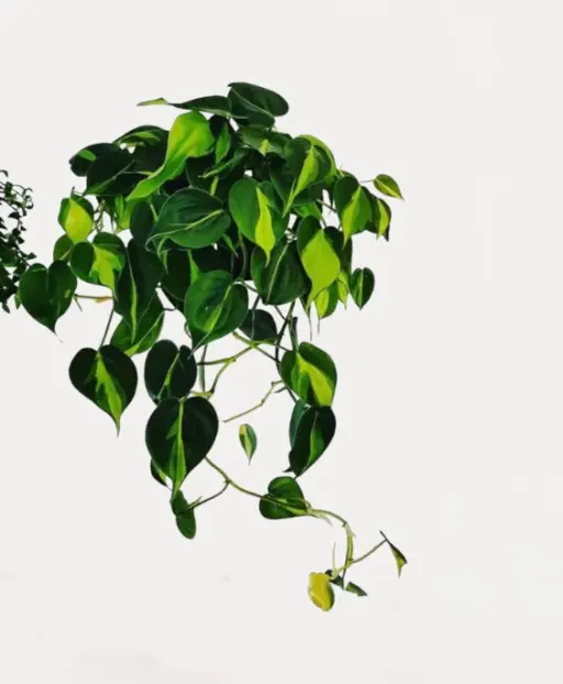 Philodendron Oxycardium