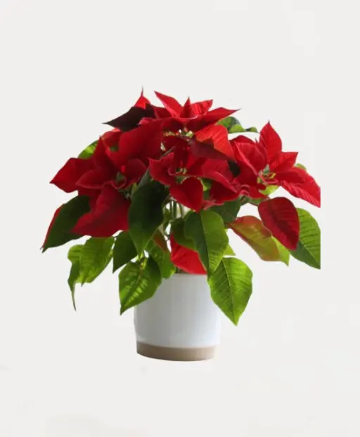 Poinsettia Red Plant