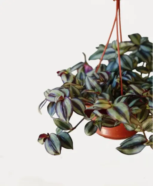 Silver Inch Plant