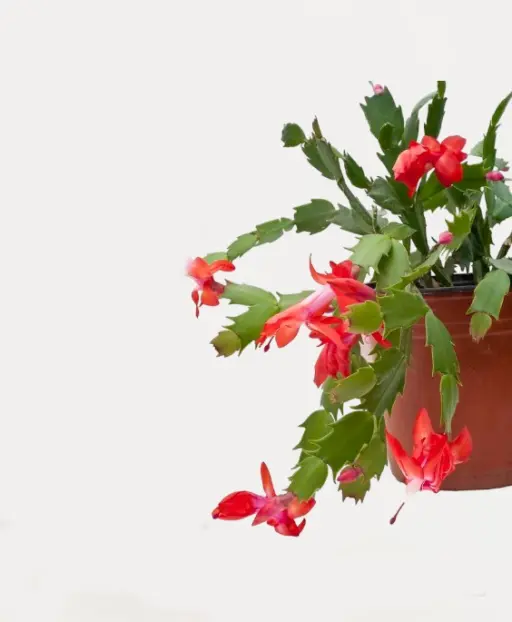 christmas-cactus