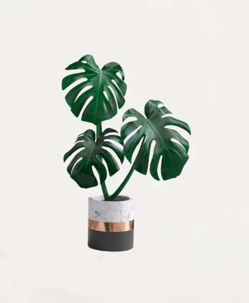 Monstera Deliciosa Plant