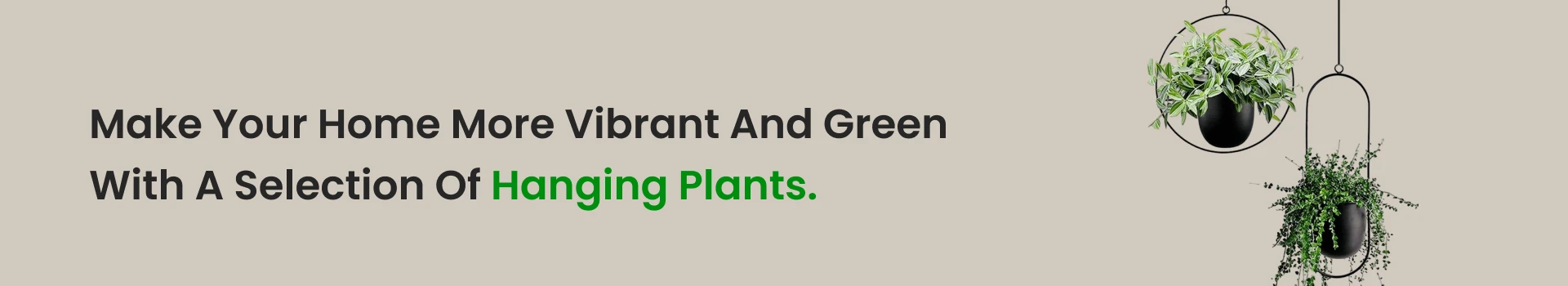 Hanging Plants