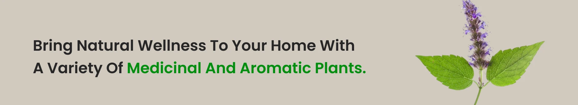 Medicinal & Aromatic Plants