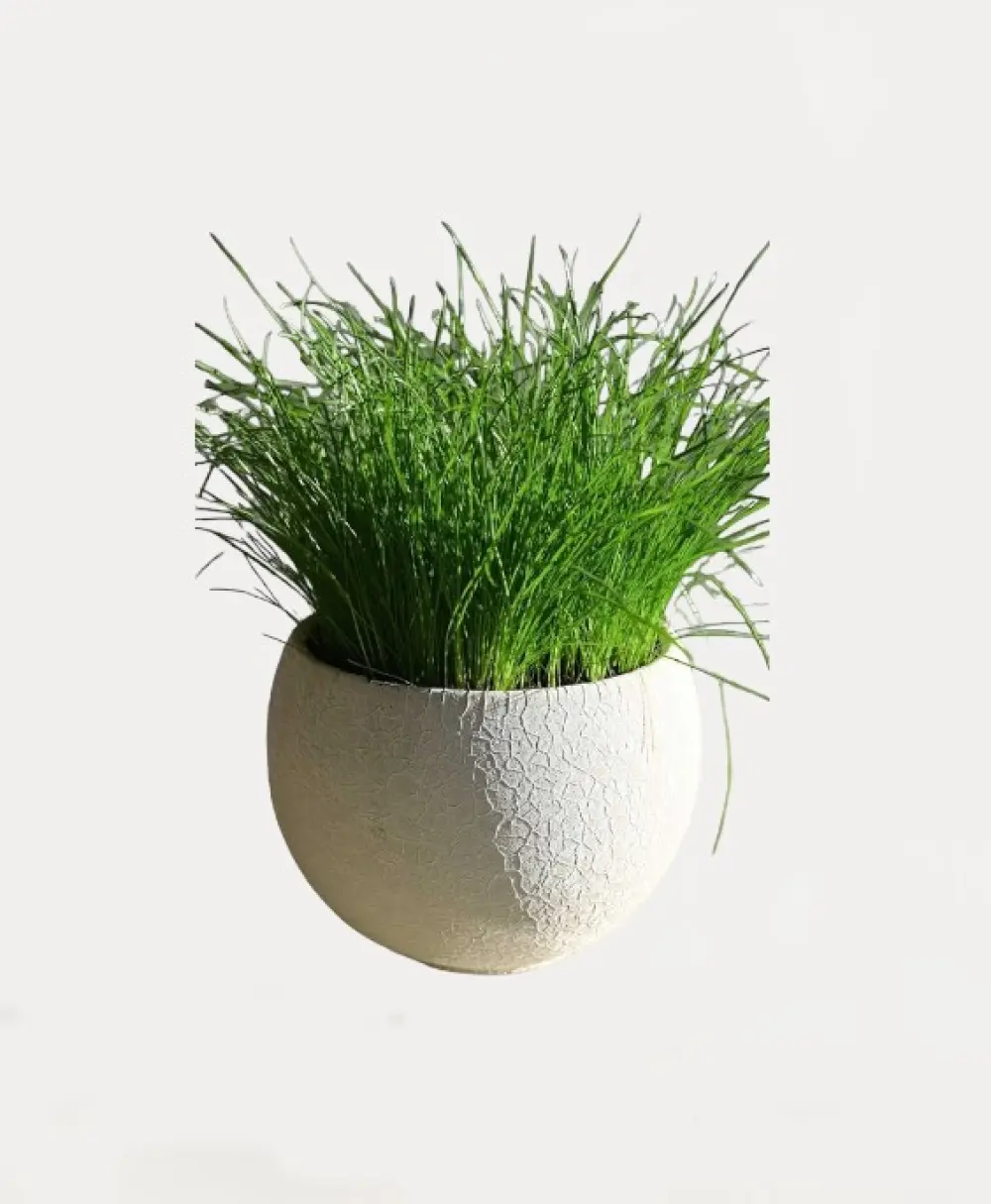 Lemon Grass