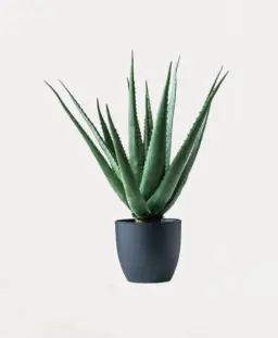 Aloe Vera Mini Plant