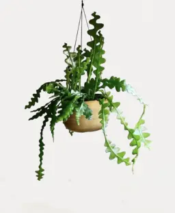 Fishbone Cactus