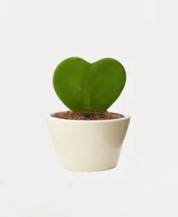 Heart Hoya Green and Variegated Plant