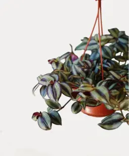 Silver Inch Plant