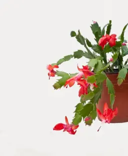 christmas-cactus