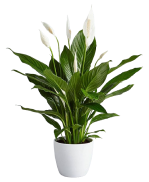 Air Purifying Plants