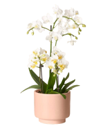 Flowering Plants