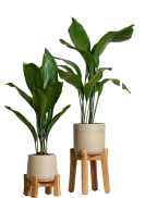 Indoor Plants